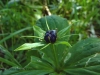 Paris quadrifolia L.