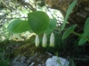 Polygonatum odoratum (Mill.) Druce