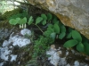 Polygonatum odoratum (Mill.) Druce