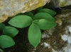 Polygonatum odoratum (Mill.) Druce