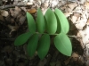 Polygonatum odoratum (Mill.) Druce