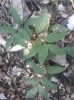 Polygonatum odoratum ? 1/2 Polygonatum odoratum ? 1/2