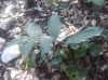 Polygonatum odoratum ? 2/2 Polygonatum odoratum ? 2/2