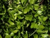 Ruscus aculeatus L.