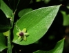 Ruscus aculeatus L.