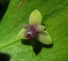 Ruscus aculeatus L.