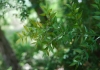 Ruscus aculeatus L.