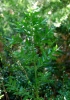 Ruscus aculeatus L.