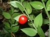 Ruscus aculeatus L.