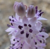 Scilla obtusifolia Poir.
