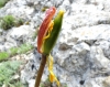 Tulipa sylvestris ?