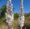 Urginea maritima (L.) Baker