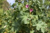 Lavatera arborea L.