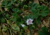Malva neglecta Wallr. Malva neglecta Wallr.