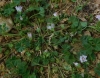 Malva neglecta Wallr. Malva neglecta Wallr.