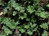 Malva neglecta Wallr. Malva neglecta Wallr.