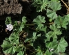 Malva neglecta Wallr. Malva neglecta Wallr.