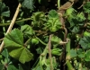 Malva neglecta Wallr. Malva neglecta Wallr.