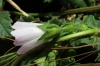 Malva neglecta Wallr. Malva neglecta Wallr.