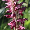 Anacamptis coriophora (L.) R.M.Bateman, Pridgeon & M.W.Chase