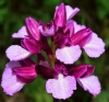 Anacamptis papilionacea (L.) R.M.Bateman, Pridgeon & M.W.Chase