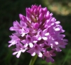 Anacamptis pyramidalis (L.) Rich.