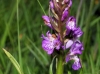 Dactylorhiza elata (Poir.) Soó