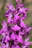 Dactylorhiza elata (Poir.) Soó