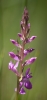 Dactylorhiza elata (Poir.) Soó