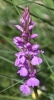 Dactylorhiza elata (Poir.) Soó