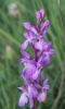 Dactylorhiza elata (Poir.) Soó