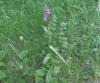 Dactylorhiza elata (Poir.) Soó
