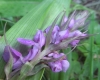 Dactylorhiza elata (Poir.) Soó