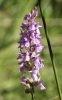 Dactylorhiza elata (Poir.) Soó