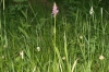 Dactylorhiza elata (Poir.) Soó