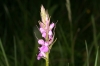 Dactylorhiza elata (Poir.) Soó
