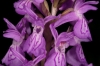 Dactylorhiza elata (Poir.) Soó
