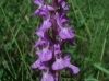 Dactylorhiza elata (Poir.) Soó