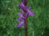 Dactylorhiza elata (Poir.) Soó
