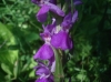 Dactylorhiza elata (Poir.) Soó