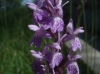 Dactylorhiza elata (Poir.) Soó