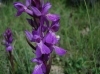 Dactylorhiza elata (Poir.) Soó