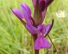 Dactylorhiza elata (Poir.) Soó