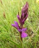 Dactylorhiza elata (Poir.) Soó