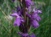 Dactylorhiza elata (Poir.) Soó