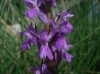 Dactylorhiza elata (Poir.) Soó