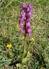 Dactylorhiza elata (Poir.) Soó