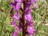 Dactylorhiza elata (Poir.) Soó