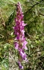 Dactylorhiza elata (Poir.) Soó