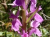 Dactylorhiza elata (Poir.) Soó